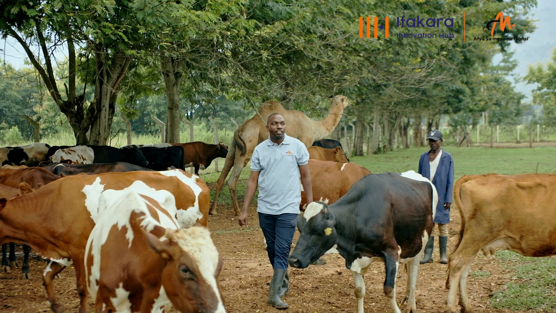 Afya ya Mnyama — documentary still from a livestock farm